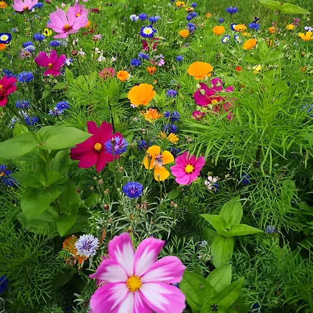 Apartament Zum Waldmeister *