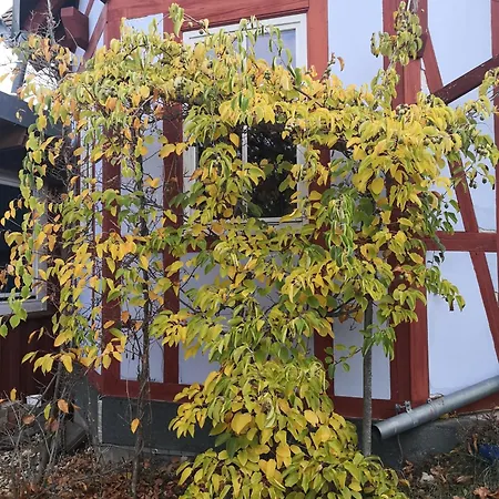 Apartament Zum Waldmeister *